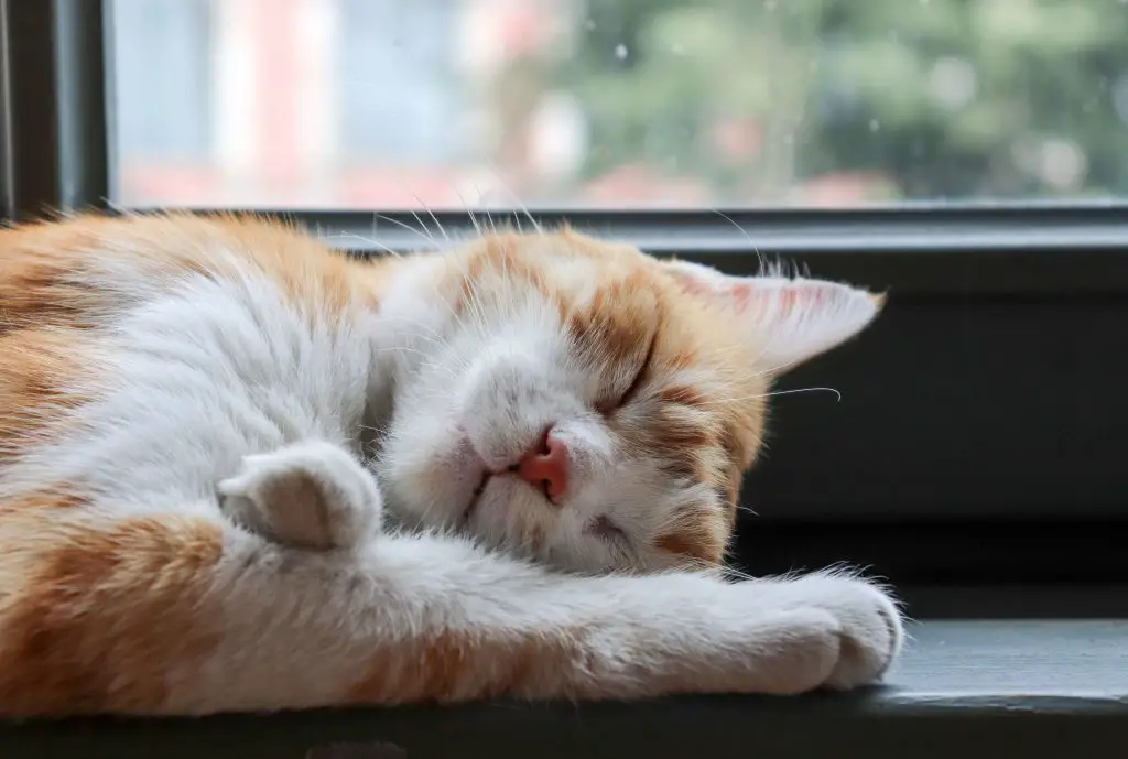 صورة تبين احدي عادات النوم عند القطط