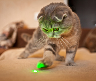 cat playing with laser pointer thinkstockphotos 501833335 تعرف على أهم 5 ألعاب ترفع من مستوى ذكاء القطط 1 تعرف على أهم 5 ألعاب ترفع من مستوى ذكاء القطط