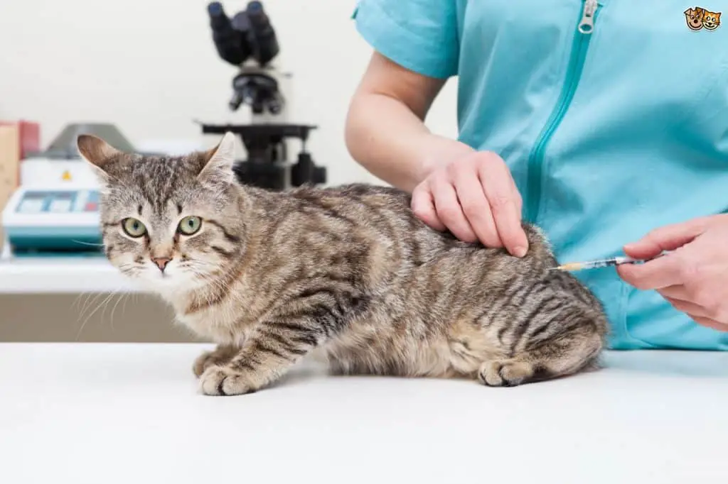 cat vaccine 1 تكلفة عملية تعقيم القطط 2021- دليلك الشامل عن عملية التعقيم 4 تكلفة عملية تعقيم القطط 2021- دليلك الشامل عن عملية التعقيم
