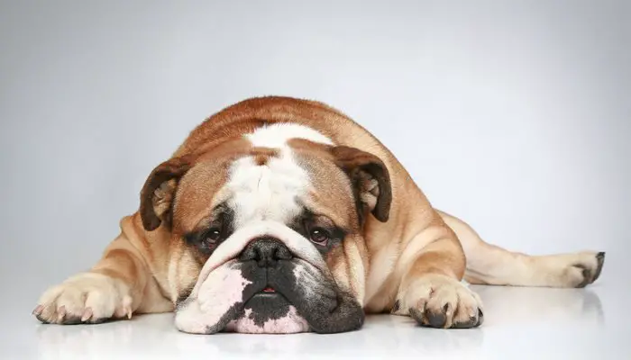 dog 4 أعراض التهاب المرارة والقناة الصفراء في الكلاب - وطرق علاجها 2 أعراض التهاب المرارة والقناة الصفراء في الكلاب - وطرق علاجها