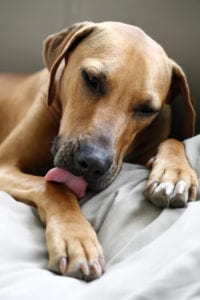 dog licking paws article image 200x300 1 لماذا يلعق الكلب جسده؟ - أهم 6 أسباب لقيام الكلب بهذا السلوك 2 لماذا يلعق الكلب جسده؟ - أهم 6 أسباب لقيام الكلب بهذا السلوك