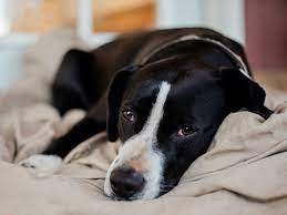 download 1 1 أسباب الإصابة بديدان القلب في الكلاب - 3 مراحل للاصابة 2 أسباب الإصابة بديدان القلب في الكلاب - 3 مراحل للاصابة