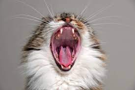 download 3 معلومات عن تسوس الأسنان عند القطط - الاسباب والاعراض والعلاج 2 معلومات عن تسوس الأسنان عند القطط - الاسباب والاعراض والعلاج