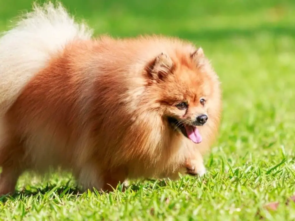صورة لكلب يعاني من السمنة احدي عادات تقصر عمر الكلب