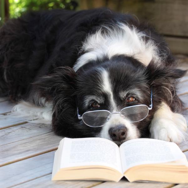 img the 5 most intelligent dogs in the world 1515 600 تعرف على 5 علامات تدل على نسبة ذكاء الكلب 2 تعرف على 5 علامات تدل على نسبة ذكاء الكلب