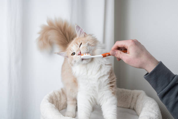 صورة تبين احدي الطرق التي تساعد عل تجنب مشاكل الأسنان في القطط