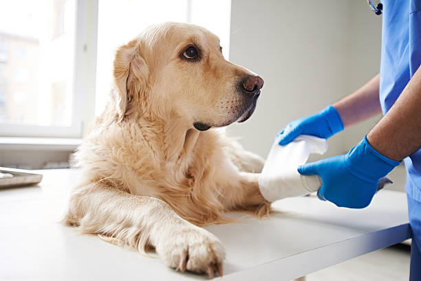 صورة لكيفية علاج جروح الكلاب في المنزل