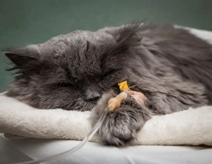 صورة قط مصاب بسرطان الغدد الليمفاوية في القطط