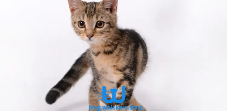 mnvjf 37 ما هي أسباب وطرق علاج الغازات عند القطط الصغيرة؟ 1 ما هي أسباب وطرق علاج الغازات عند القطط الصغيرة؟