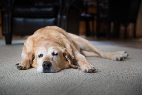 my dog seems sad and tired 3851 600 ما هو مرض كوشنج في الكلاب؟- الاسباب والاعراض وطرق العلاج 1 ما هو مرض كوشنج في الكلاب؟- الاسباب والاعراض وطرق العلاج
