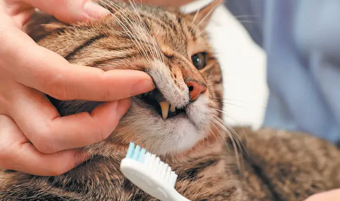 p1da6k7ee61vvp1kb61f0m1ongf4j6 كيفية تجنب مشاكل الأسنان في القطط؟ - تعرف على 4 خطوات مهمة 3 كيفية تجنب مشاكل الأسنان في القطط؟ - تعرف على 4 خطوات مهمة