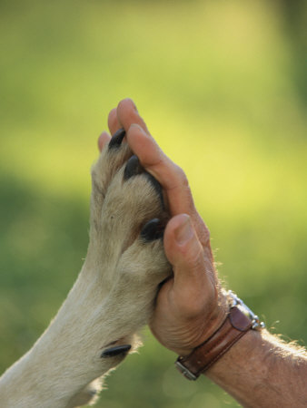 paw to hand تعرف على 4 أمراض تنتقل من الإنسان إلى الكلاب 3 تعرف على 4 أمراض تنتقل من الإنسان إلى الكلاب