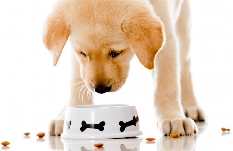 puppy food جنين القمح للكلاب - 4 فوائد لإضافته لطعام الكلاب 3 جنين القمح للكلاب - 4 فوائد لإضافته لطعام الكلاب