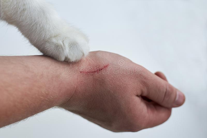 scratch man s hand made cat cat s paw hand owner white background close up scratch man s hand 145099262 تعرف علي طرق علاج خدوش القطط في المنزل 2 تعرف علي طرق علاج خدوش القطط في المنزل