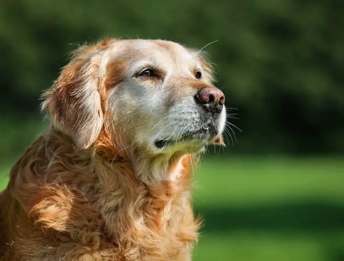 senior dog 6 نصائح لإطالة فترة حياة الكلب يجب الالتزام بها 2 6 نصائح لإطالة فترة حياة الكلب يجب الالتزام بها