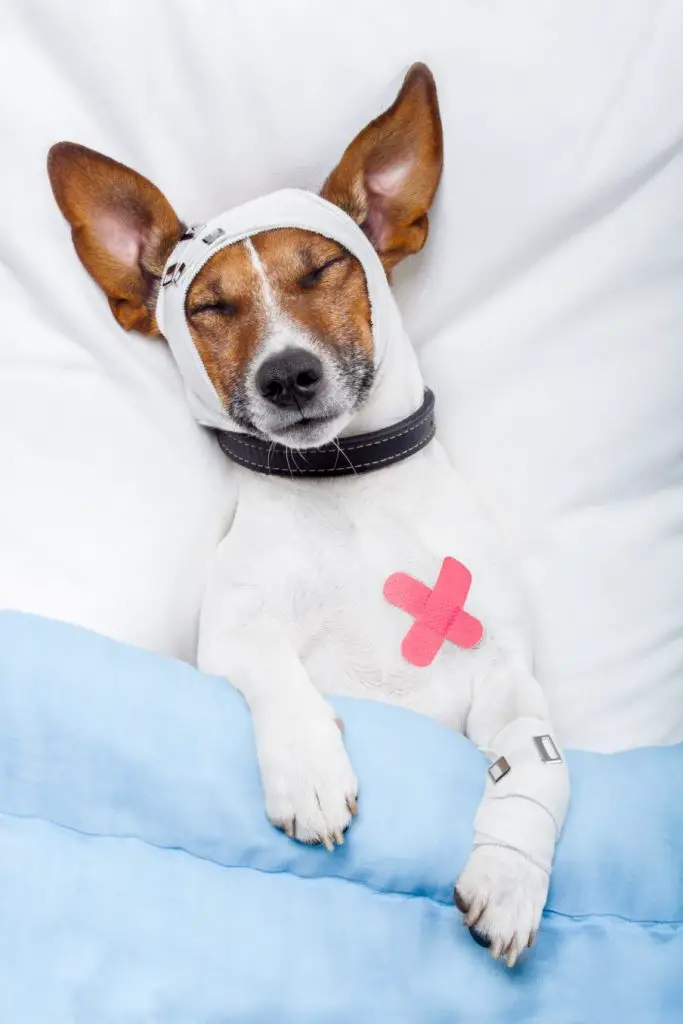 sickdog 904x1356 1 تعرف على طرق علاج حروق الكلاب في المنزل وأنواعها 1 تعرف على طرق علاج حروق الكلاب في المنزل وأنواعها
