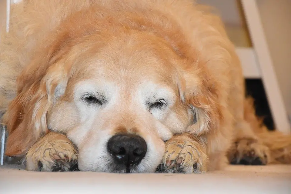 sleeping dog 3677177 960 720 ما هي عدوى الميكوبلازما في الكلاب؟ - الأعراض وطرق العلاج 1 ما هي عدوى الميكوبلازما في الكلاب؟ - الأعراض وطرق العلاج