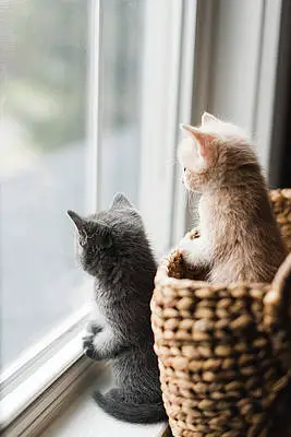 two cute kittens looking out of a window from a wicker basket cavan images اكتشف 9 نصائح يجب أن تفعلها قبل ترك القطة بمفردها في المنزل 2 اكتشف 9 نصائح يجب أن تفعلها قبل ترك القطة بمفردها في المنزل