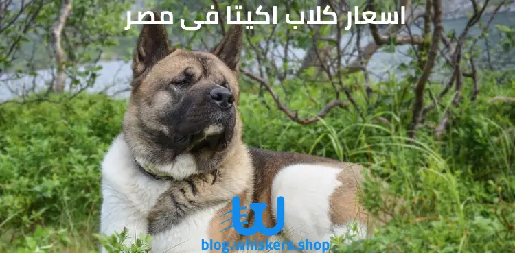 اسعار كلاب اكيتا فى مصر