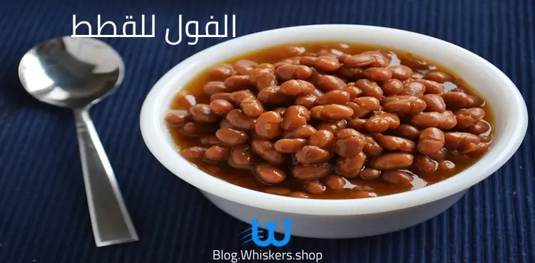 الفول للقطط