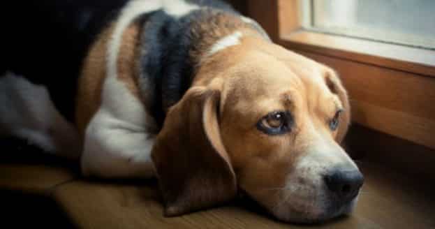 تبكي تعرف على 3 مشاكل سلوكية للكلاب- وكيفية تعديل سلوك الكلاب 2 تعرف على 3 مشاكل سلوكية للكلاب- وكيفية تعديل سلوك الكلاب