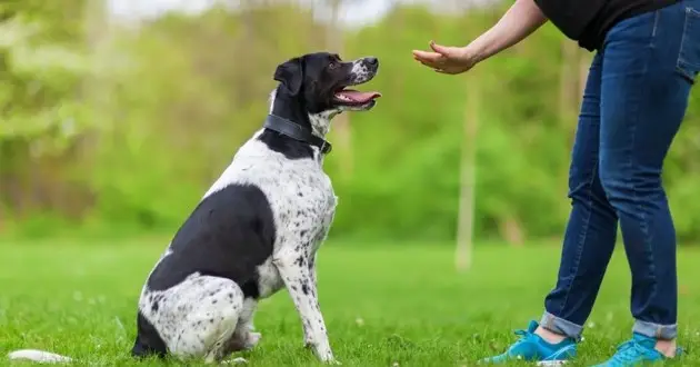 تدريب الكلاب 4 طرق من أجل تدريب الكلاب على الحركات المختلفة في المنزل 1 4 طرق من أجل تدريب الكلاب على الحركات المختلفة في المنزل