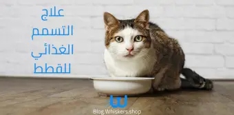 علاج التسمم الغذائي للقطط