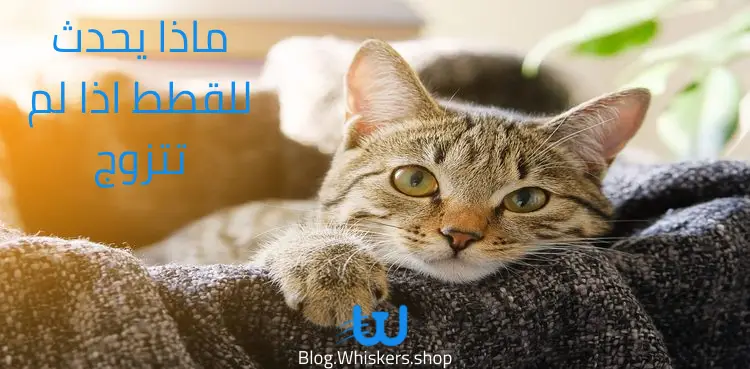 ماذا يحدث للقطط اذا لم تتزوج