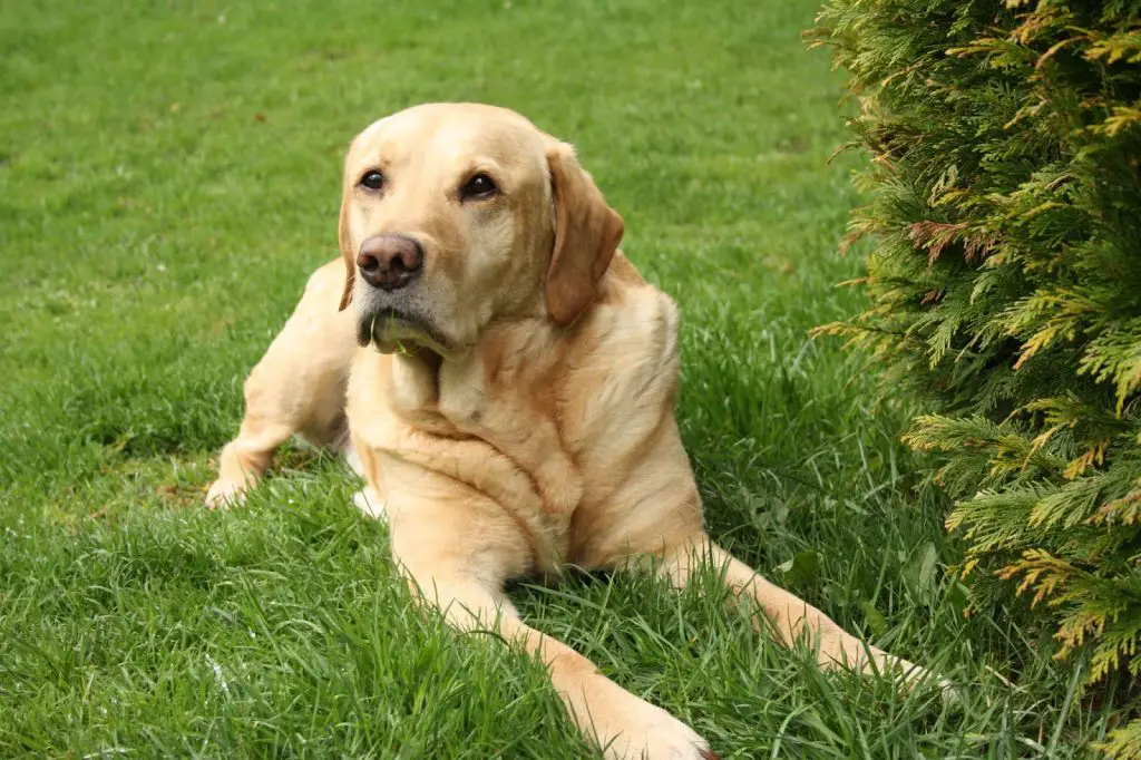 معلومات عن كلاب لابرادور أكثر 7 سلالات الكلاب عرضة للإصابة بالسرطان 6 أكثر 7 سلالات الكلاب عرضة للإصابة بالسرطان