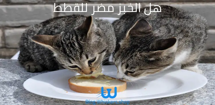 هل الخبز مضر للقطط