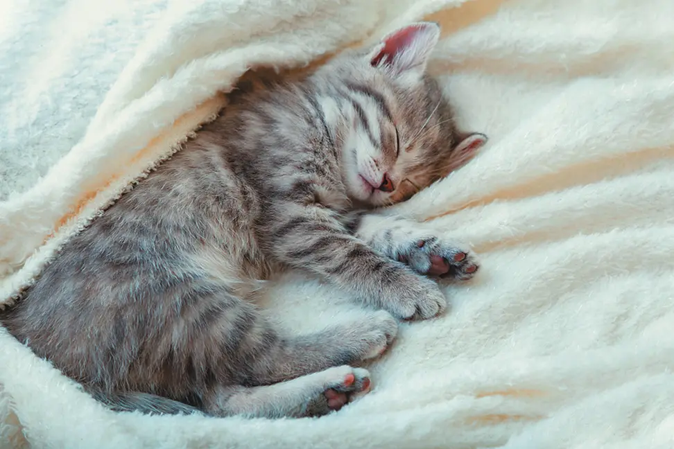 2010 CN bigstock gray striped kitten beautiful 376439455 1 لماذا تنام القطط كثيراً؟ - تعرف على أهم 6 أسباب 2 لماذا تنام القطط كثيراً؟ - تعرف على أهم 6 أسباب