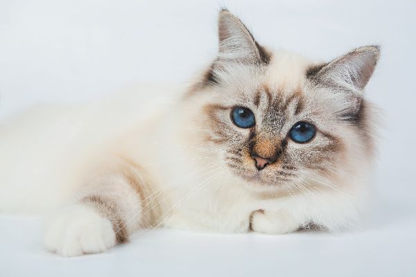 Birman cat face.jpg.optimal تعرف على 6 من أشهر سلالات القطط ذات العيون الزرقاء 4 تعرف على 6 من أشهر سلالات القطط ذات العيون الزرقاء