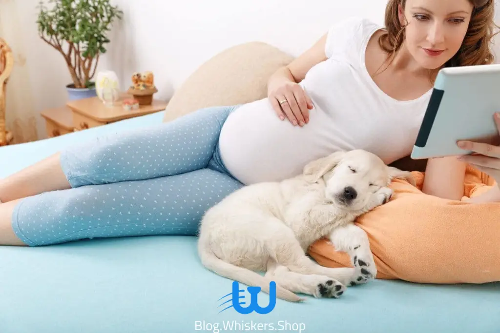 هل تؤثر الكلاب على الحمل