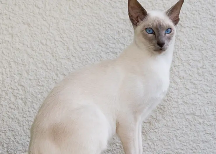 صورة لواحد  من اشهر سلالات القطط ذات العيون الزرقاء