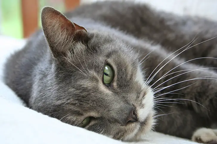 صورة قط مصاب بالانسداد المعوي عند القطط