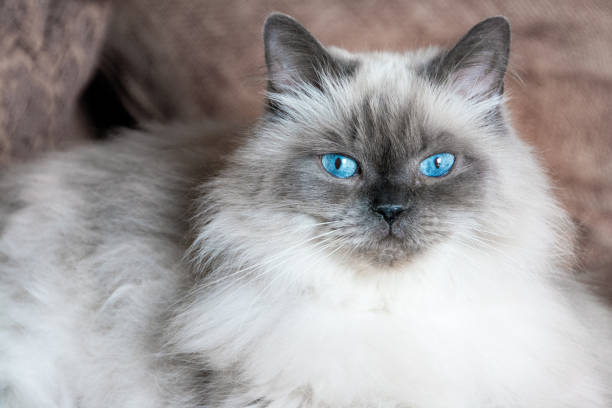 he تعرف على 6 من أشهر سلالات القطط ذات العيون الزرقاء 3 تعرف على 6 من أشهر سلالات القطط ذات العيون الزرقاء