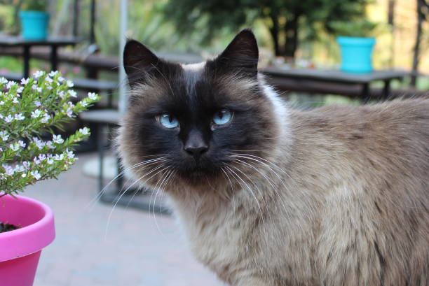 istockphoto 872379418 612x612 1 تعرف على 6 من أشهر سلالات القطط ذات العيون الزرقاء 3 تعرف على 6 من أشهر سلالات القطط ذات العيون الزرقاء