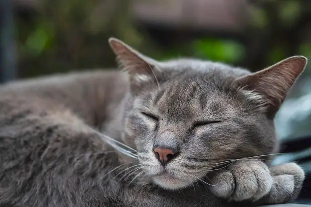 lovely sleeping cat thai home pet take nap car domestic animal 1150 18111 الانسداد المعوي عند القطط - اكتشف الاسباب والاعراض والعلاج 8 الانسداد المعوي عند القطط - اكتشف الاسباب والاعراض والعلاج