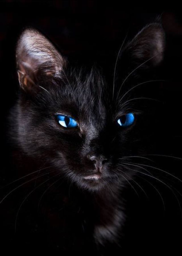 ojos تعرف على 6 من أشهر سلالات القطط ذات العيون الزرقاء 5 تعرف على 6 من أشهر سلالات القطط ذات العيون الزرقاء