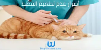 أضرار عدم تطعيم القطط