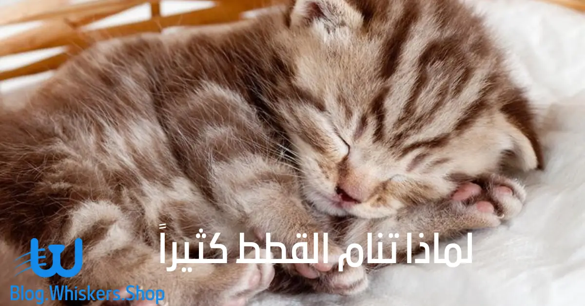ت لماذا تنام القطط كثيراً؟ - تعرف على أهم 6 أسباب 1 لماذا تنام القطط كثيراً؟ - تعرف على أهم 6 أسباب