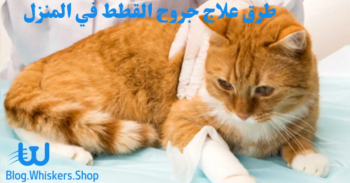 تعلم طرق علاج جروح القطط في المنزل واهم الاسعافات الاولية