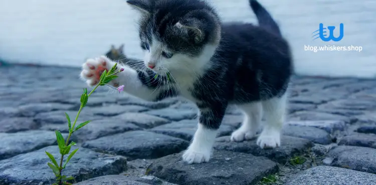 روائح نباتية تحبها القطط 