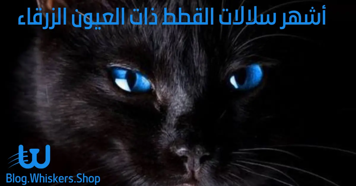 ز تعرف على 6 من أشهر سلالات القطط ذات العيون الزرقاء 1 تعرف على 6 من أشهر سلالات القطط ذات العيون الزرقاء
