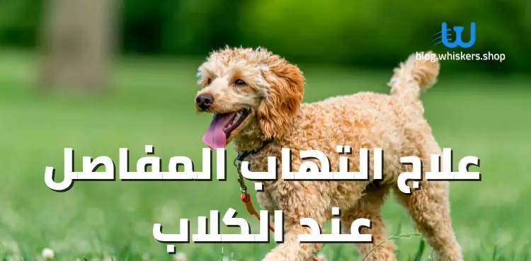 علاج التهاب المفاصل عند الكلاب