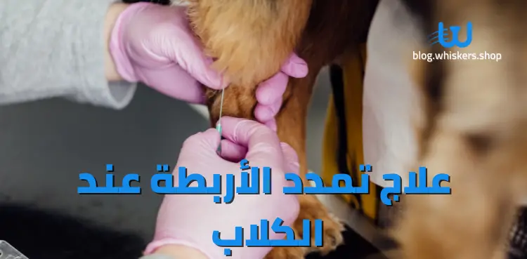 علاج تمدد الأربطة عند الكلاب