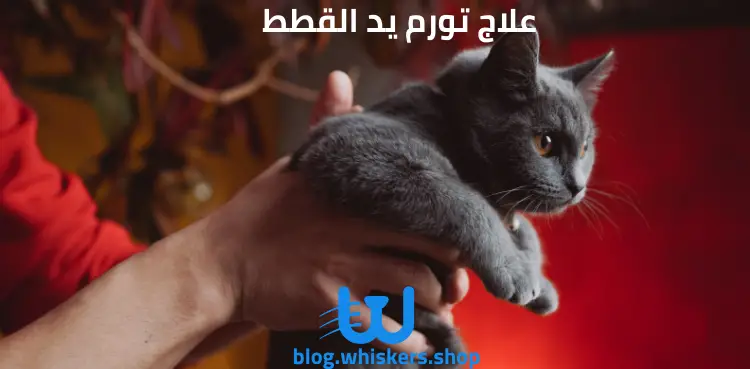كيف يتم علاج تورم يد القطط؟ وما هي أسبابه المحتملة؟