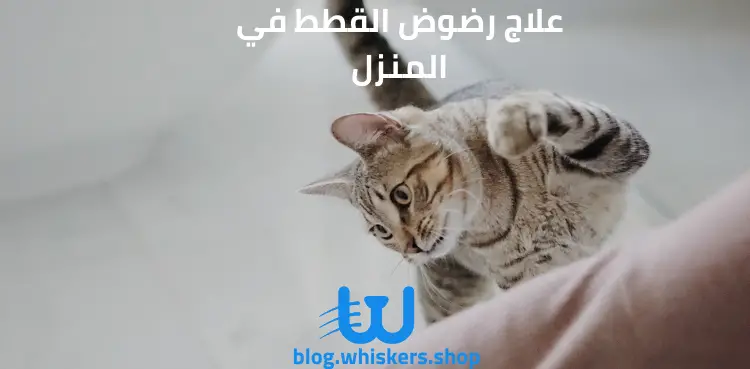 علاج رضوض القطط في المنزل
