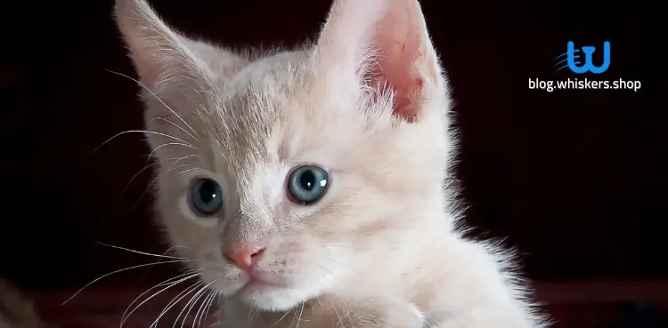 قطط سيامى صغيرة بيضاء