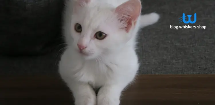 قطط سيامى صغيرة بيضاء